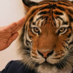 Imagen creada con IA: cabeza de tigre, saludo militar y traje de corbata.