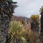 Frailejones con cielo nublado