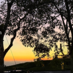 Foto de un arbol al atardecer