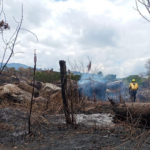 Imagen de un bosque totalmente quemado, a la derecha, de espaldas, se ve un bombero.