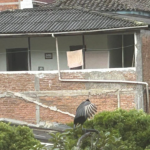 Gallinazo en un tejado