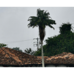 Una palmera y un tejadp