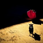 Taurinos, los verdaderos animalistas