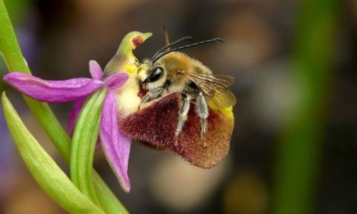 Abeja