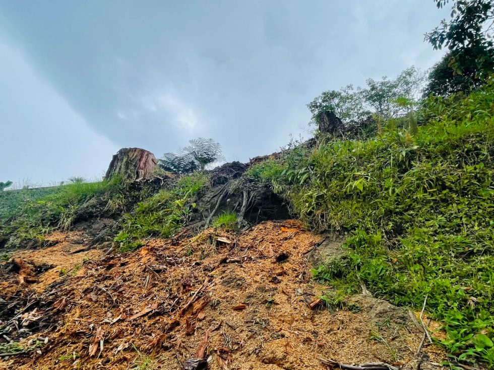 Árboles talados en el sector de El Trébol para evitar su contacto con el cableado eléctrico.