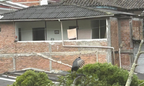 Gallinazo en un tejado