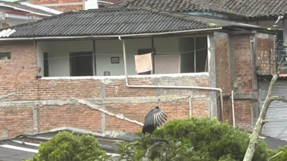 Gallinazo en un tejado
