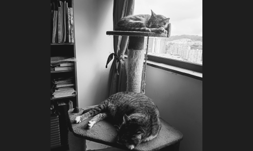 Gatos