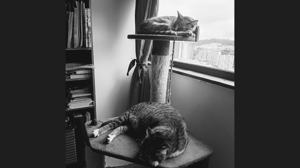 Gatos