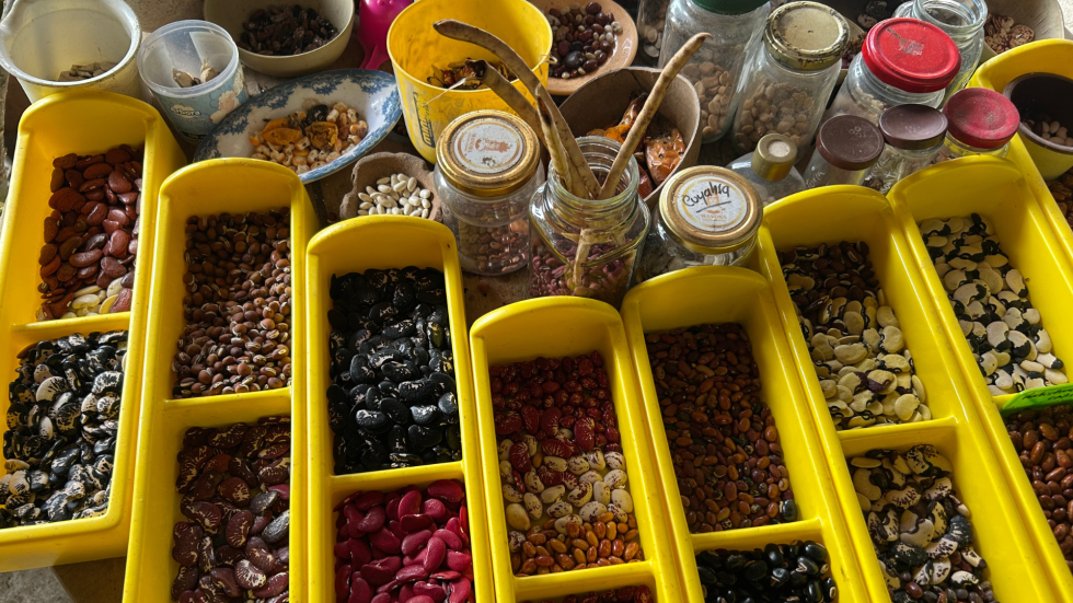 Granos y productos del campo