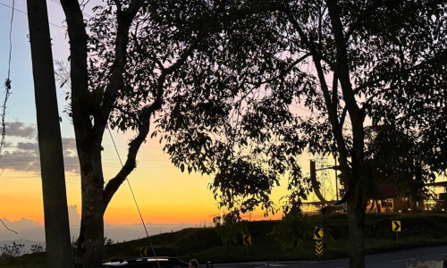 Foto de un arbol al atardecer