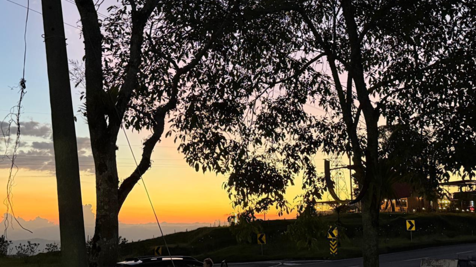 Foto de un arbol al atardecer