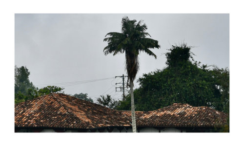 Una palmera y un tejadp