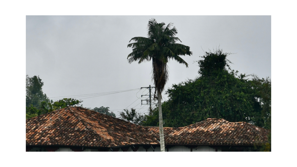 Una palmera y un tejadp