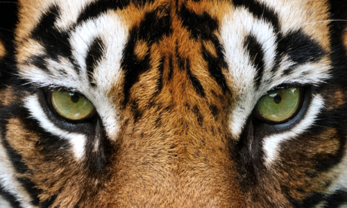 Un tigre visto de cerca.