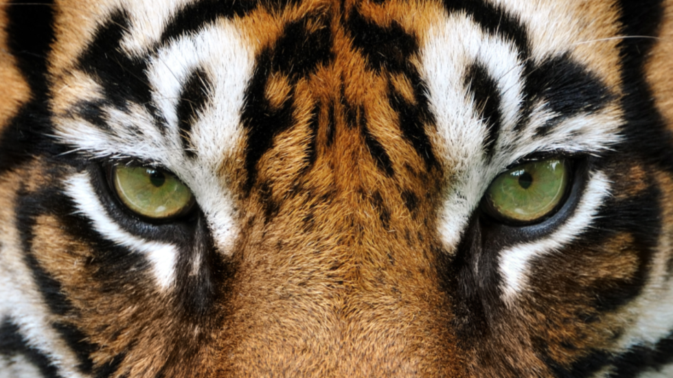 Un tigre visto de cerca.