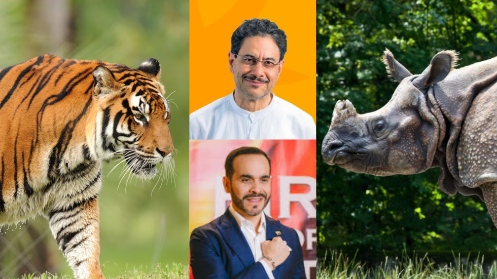 Foto de tigre y rinoceronte con los rostros de Abelardo de la Espriella e Iván Cepeda