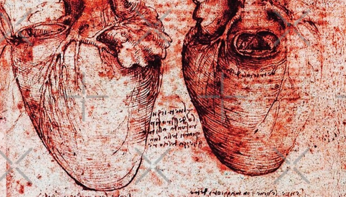 Dos dibujos a una tinta de un corazón humano
