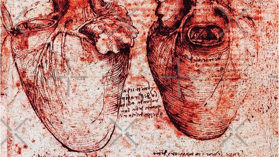 Dos dibujos a una tinta de un corazón humano