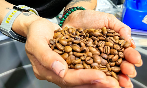 La autora con su café en la finca La Esperanza, de Salamina, Caldas.
