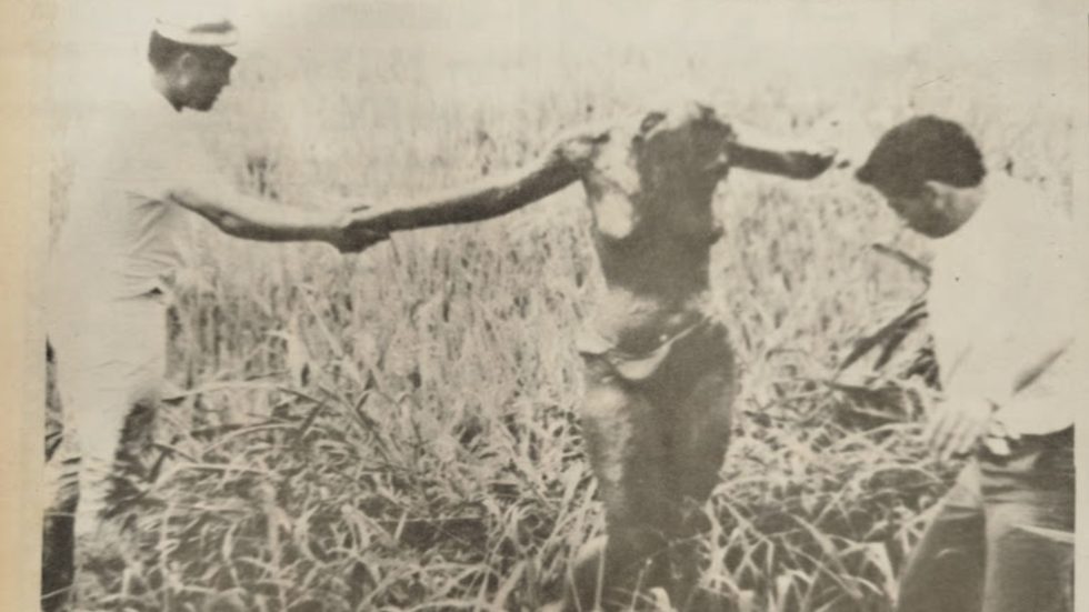 Esta foto de Armero fue publicada por La Patria el 17 de noviembre de 1985 con la leyenda: "Esta joven escapó del mar de lodo que todo lo cubrió".