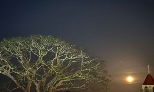 La Ceiba de Victoria en una noche de luna llena. /