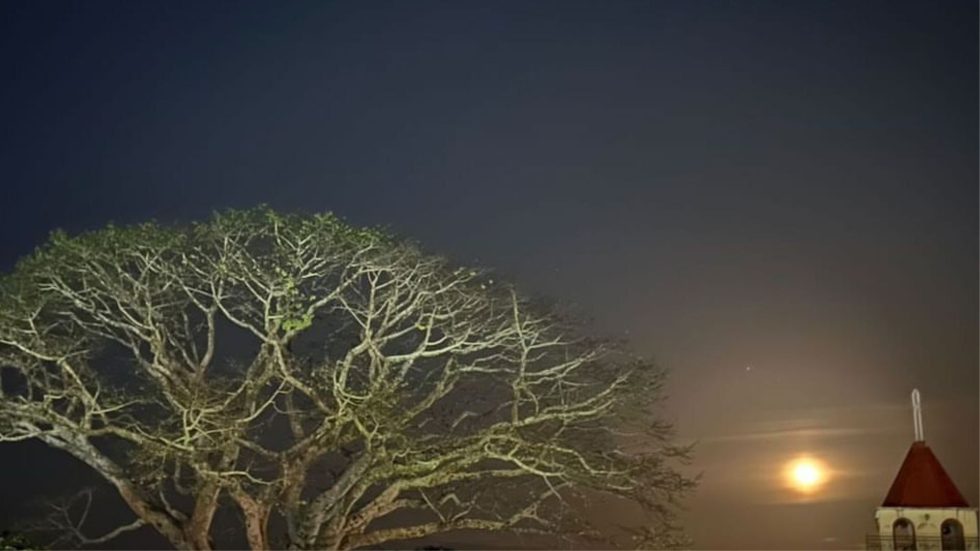 La Ceiba de Victoria en una noche de luna llena. /