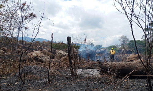 Imagen de un bosque totalmente quemado, a la derecha, de espaldas, se ve un bombero.