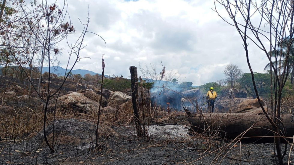 Imagen de un bosque totalmente quemado, a la derecha, de espaldas, se ve un bombero.