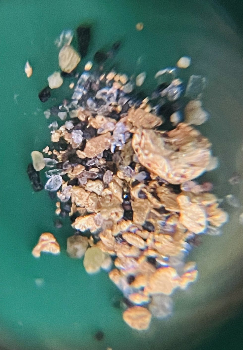 Chispitas de oro vistas a través de un microscopio./ Foto: Alejandro Samper Arango