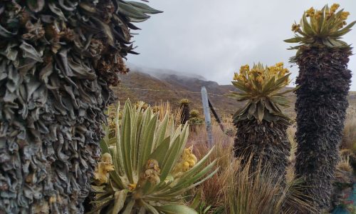 Frailejones con cielo nublado