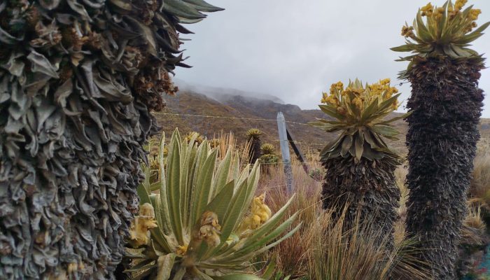 Frailejones con cielo nublado