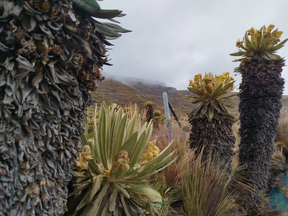 Frailejones con cielo nublado