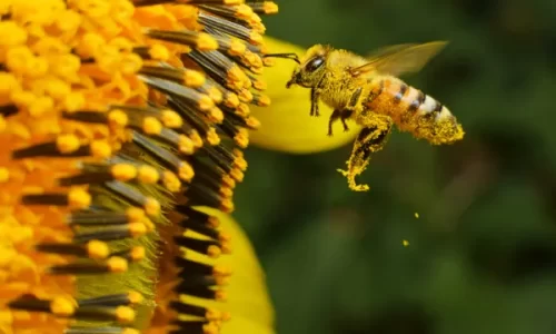 Abeja