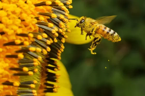 Abeja