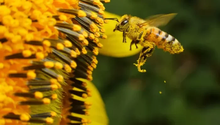 Abeja