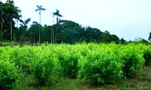 coca