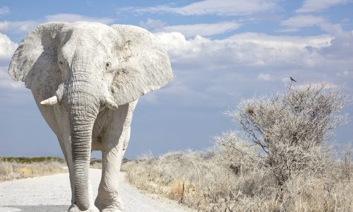 La veneración al elefante albino, en Tailandia, dio origen a la expresión "elefante blanco".
